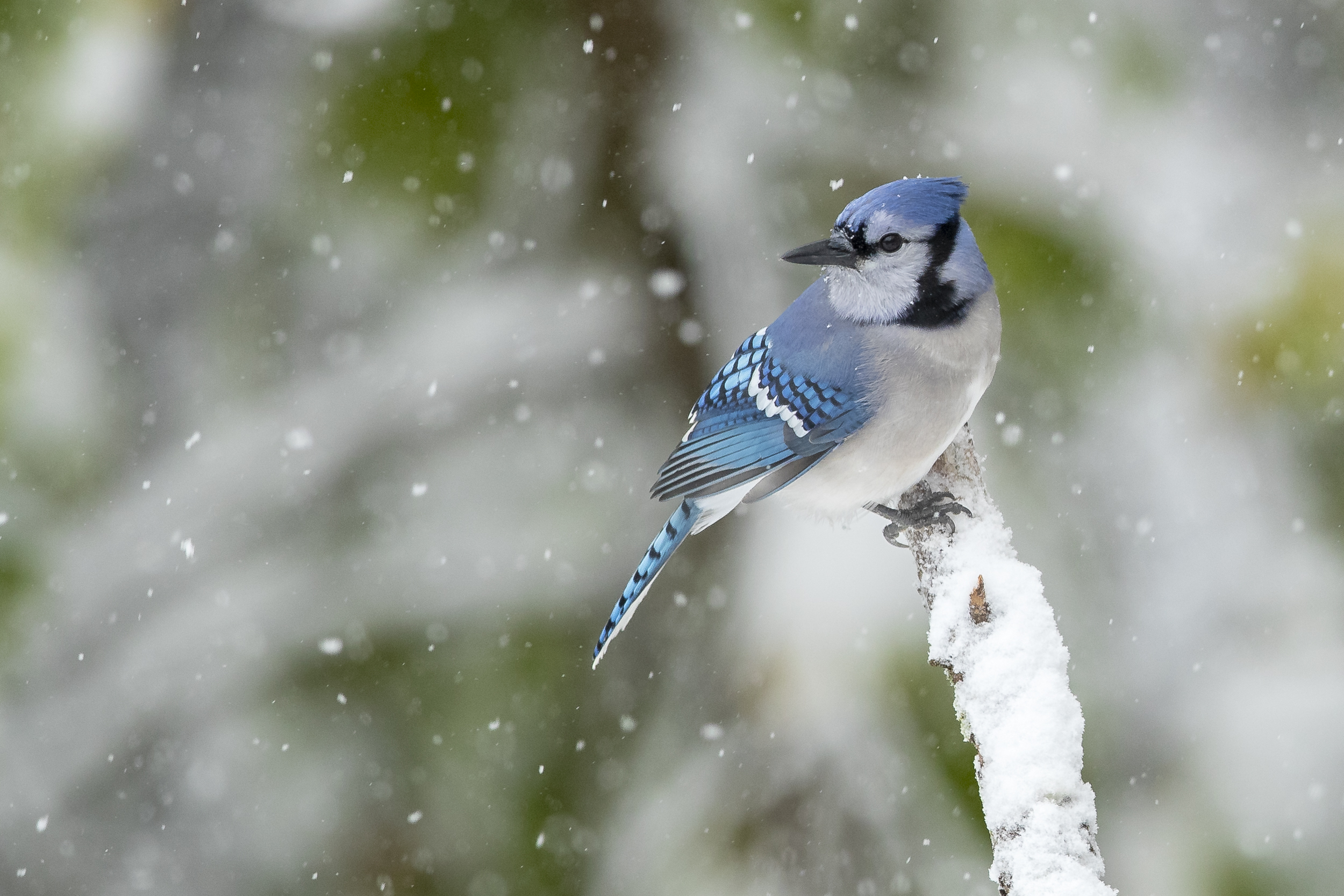 A blue jay perched on a snowy branch, a North American backyard bird