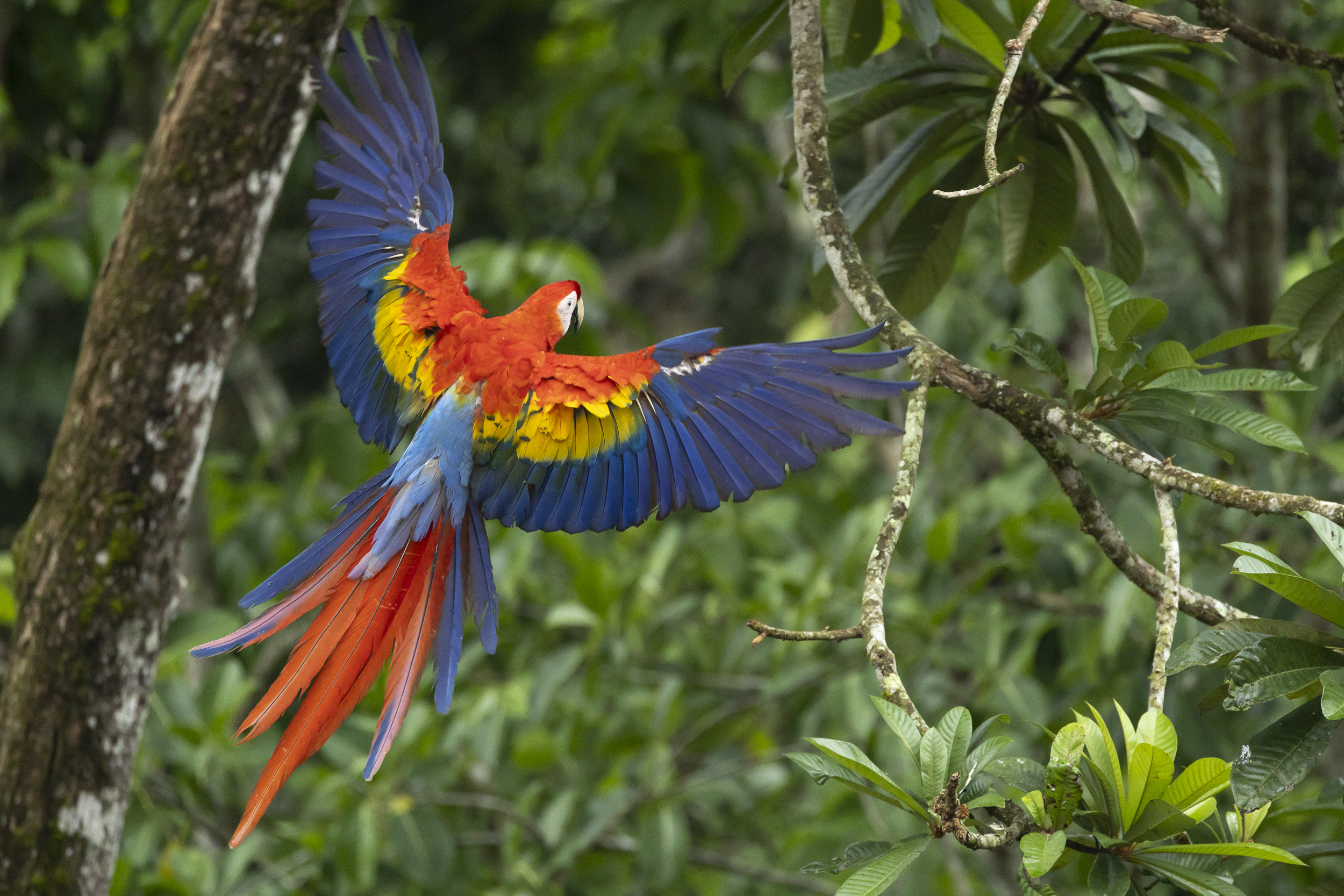 A scarlet macaw in flight through the rainforest