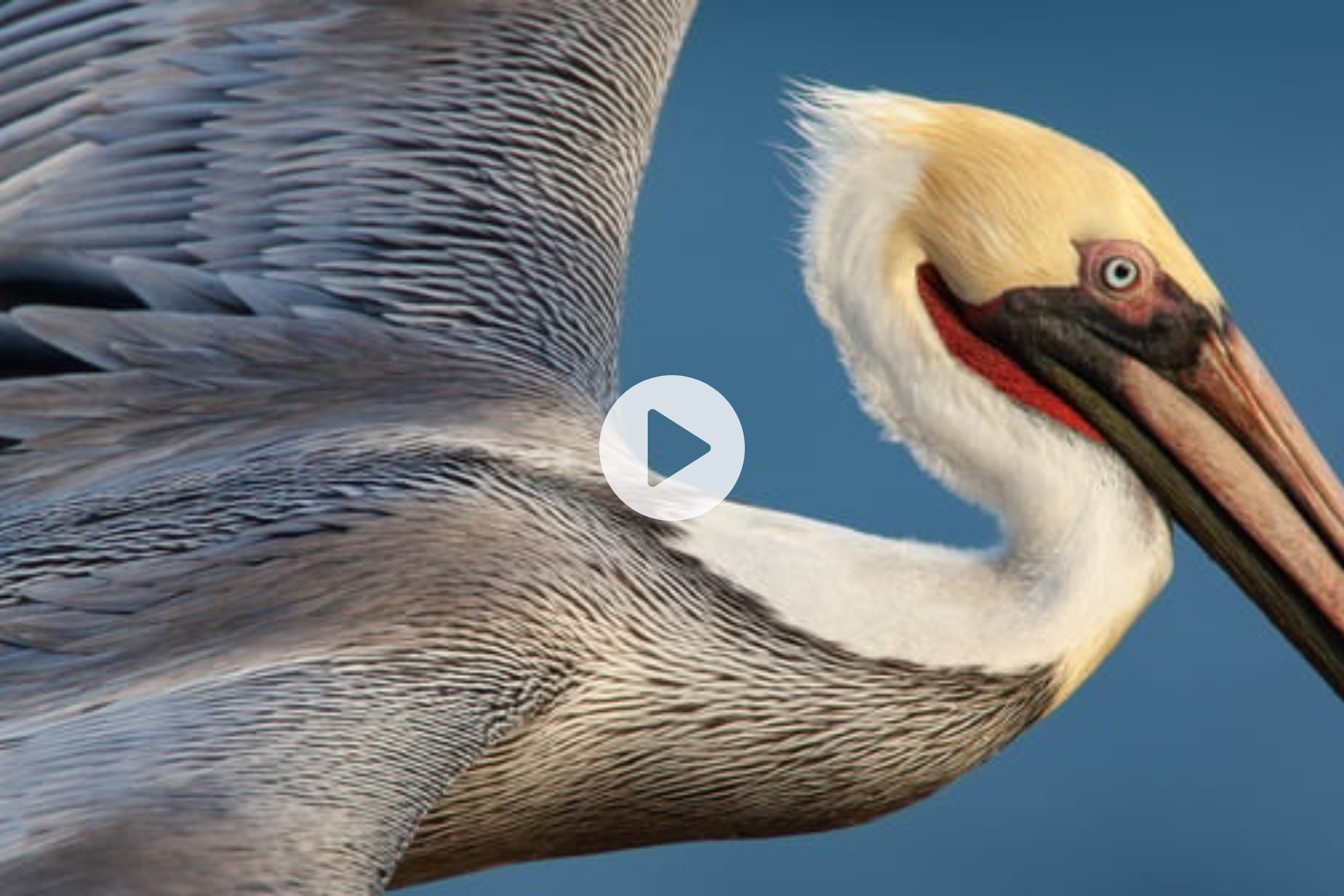 Part 4 — Perfect focus in flight