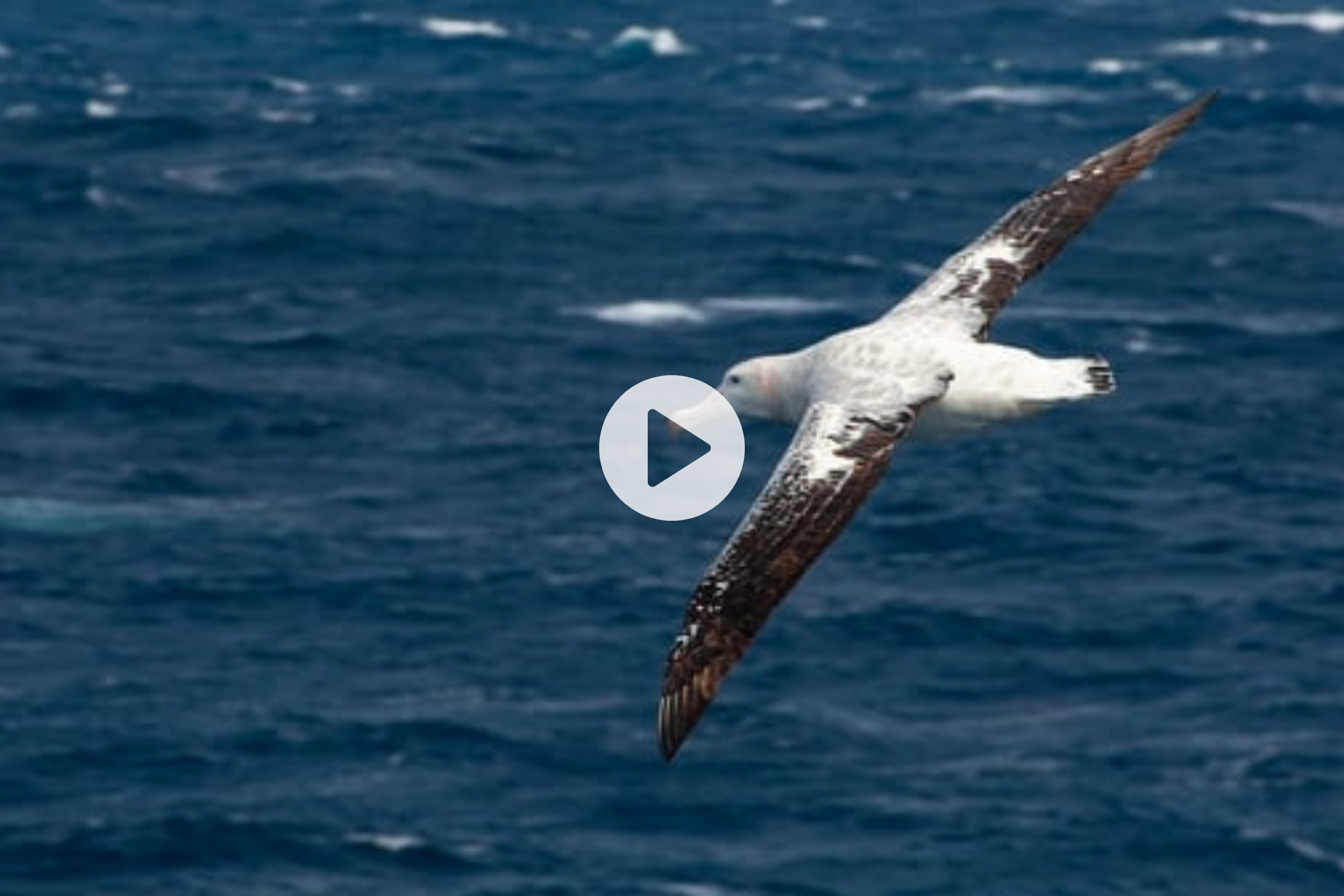 Part 7 — Birds in flight
