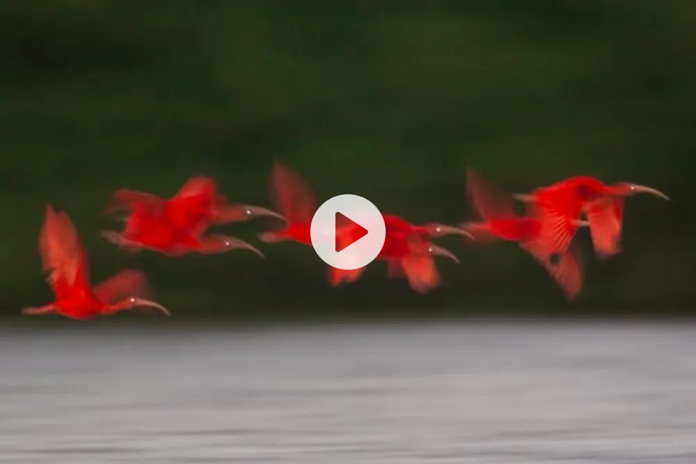 Part 8 — The art of motion