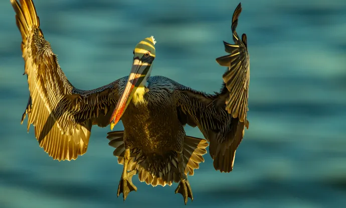 A brown pelican coming in to land with its wings spread, lit from behind