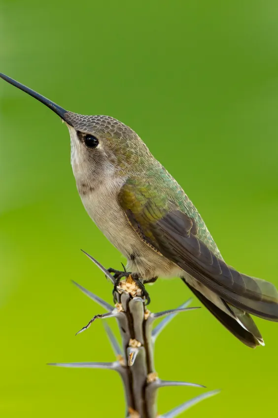 A hummingbird perched on a thorny stem, sharp against a soft green background