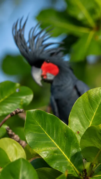 Sharp green leaves in the foreground, with the bird behind them out of focus