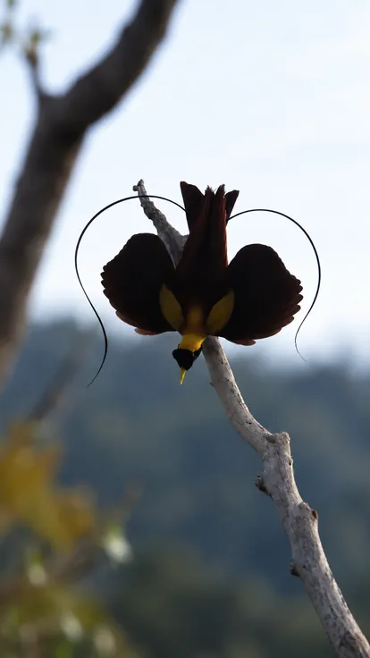 A bird displaying on a bare branch, almost black against a bright sky