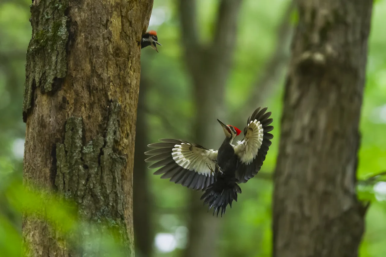 A pileated woodpecker coming in to land at its nest hole, wings spread, with a chick looking out
